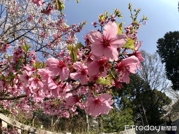日本茨城櫻花。（圖／記者趙于婷攝）