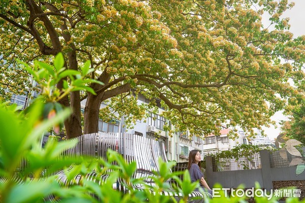 ▲▼公館溫州公園旁的加羅林魚木樹，正值花季吸引民眾逗留拍照。（圖／台電提供）