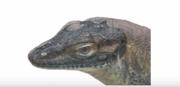 ▲ 科學家發現史前蜥蜴的頭頂上竟然長了能夠感光與偵測方項的「第三、四隻眼睛」 。（圖／翻攝自YouTube）