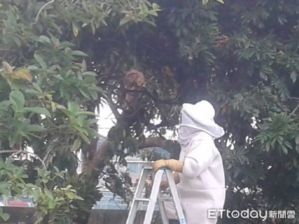 ▲台南市消防局與農業局的共同努力下，從4月18日起，捕蜂業務將正式回歸農業機關來執行。（圖／記者林悅翻攝）