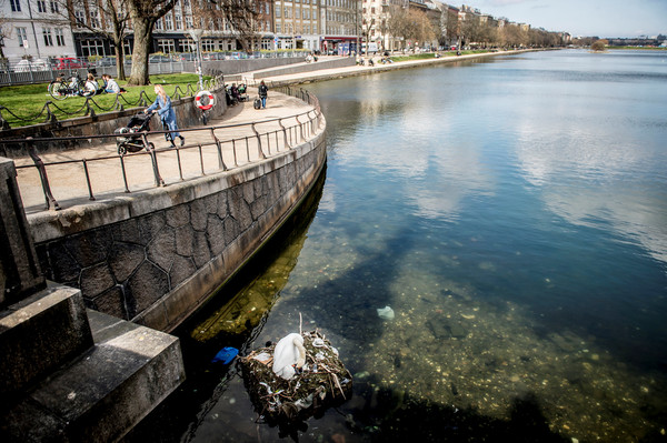 ▲▼ 丹麥哥本哈根（Copenhagen）湖區垃圾遍地，天鵝只能用垃圾築巢。（圖／路透社）