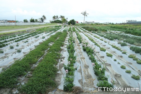台東區農業改良場訂於4月21日（星期六）上午8時在該場豐里試驗地舉辦「2018樂活香草節-香戀在台東」活動。（圖／台東區農業改良場提供）
