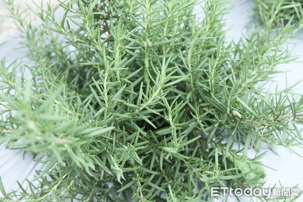 台東區農業改良場訂於4月21日（星期六）上午8時在該場豐里試驗地舉辦「2018樂活香草節-香戀在台東」活動。（圖／台東區農業改良場提供）