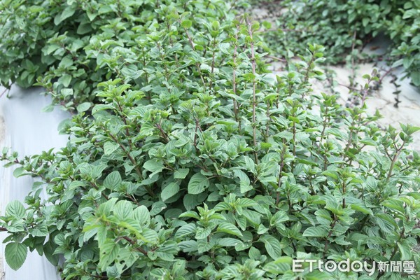 台東區農業改良場訂於4月21日（星期六）上午8時在該場豐里試驗地舉辦「2018樂活香草節-香戀在台東」活動。（圖／台東區農業改良場提供）