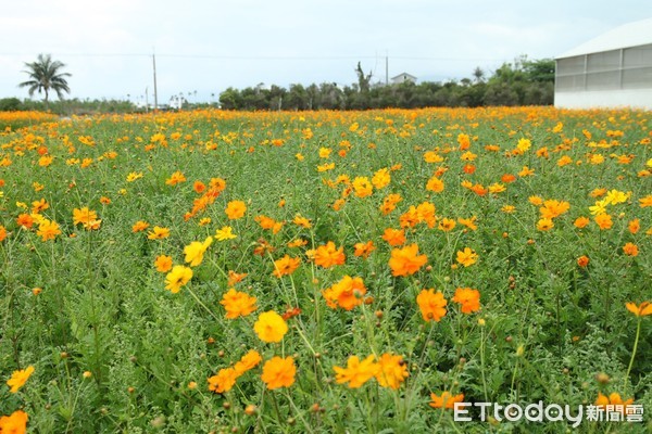 台東區農業改良場訂於4月21日（星期六）上午8時在該場豐里試驗地舉辦「2018樂活香草節-香戀在台東」活動。（圖／台東區農業改良場提供）