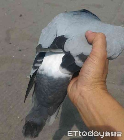 ▲台南市動保處初步排除是毒殺鴿子案件。 （圖／記者林悅翻攝）