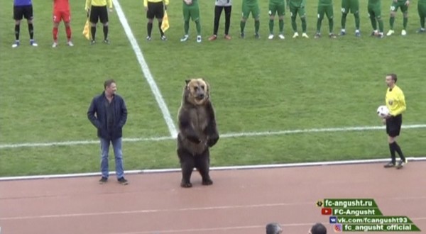 ▲▼俄羅斯足球賽中，一隻大棕熊上場表演，引起動保團體抗議。（圖／路透社）