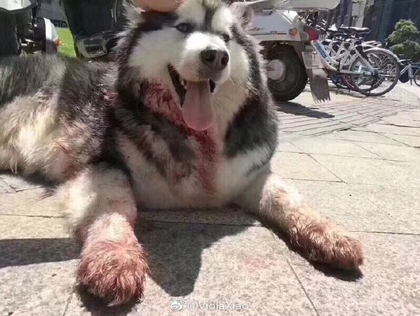 ▲▼江西省南昌市一直阿拉斯加雪橇犬被陌生男子刺傷。（圖／翻攝自＠ViolaXiao微博）