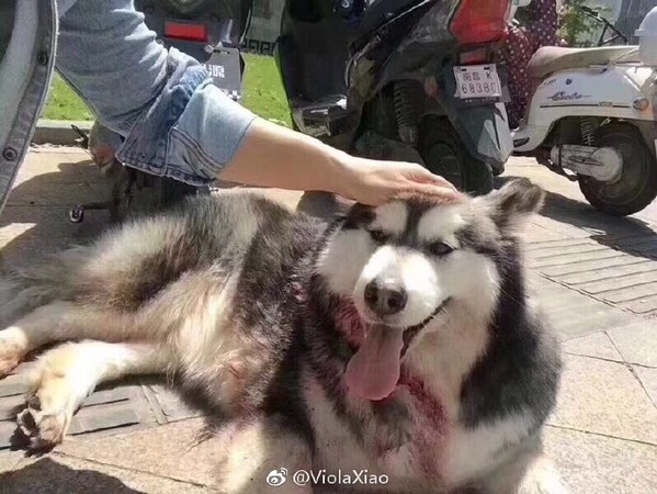 ▲▼江西省南昌市一只阿拉斯加雪橇犬被陌生男子刺傷。（圖／翻攝自＠ViolaXiao微博）