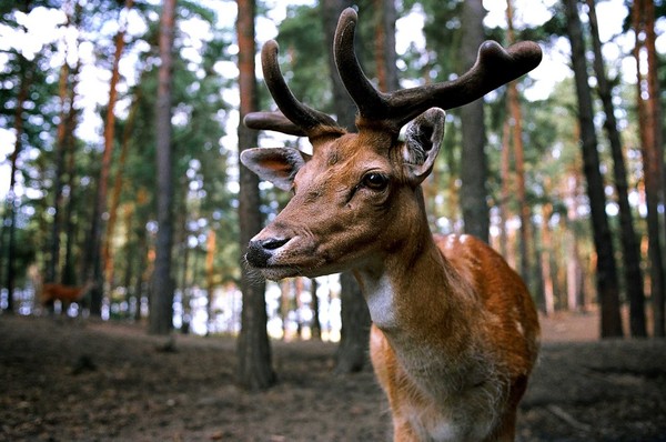 ▲鹿。（圖／取自免費圖庫Pixabay）