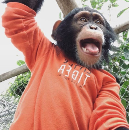 ▲小黑猩猩「Limbani」在邁阿密動物園非常受歡迎。（圖／翻攝自IG帳戶「limbanizwf」）