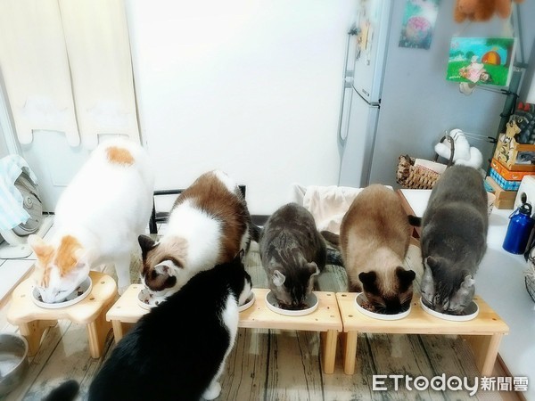 ▲正要開吃　一轉頭...4雙貓眼全「盯場」　媽笑：這是要我怎麼吃？