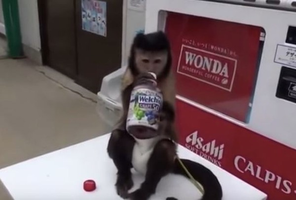 小猴穿尿布買飲料，拍50掌販賣機。（圖／翻攝自YouTube用戶「myrandoms」）