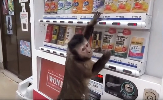 小猴穿尿布買飲料，拍50掌販賣機。（圖／翻攝自YouTube用戶「myrandoms」）
