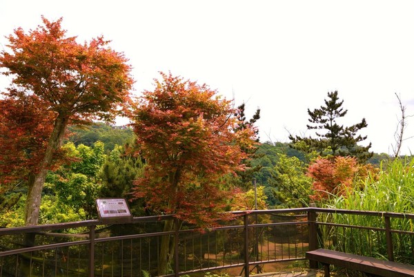 ▲▼台北士林菁山槭樹轉紅。（圖／台北旅遊網）