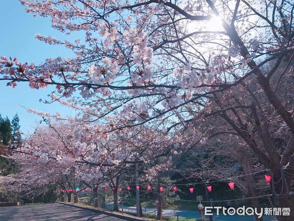 ▲▼佐渡島櫻花,日本賞櫻。（圖／記者賴文萱攝）