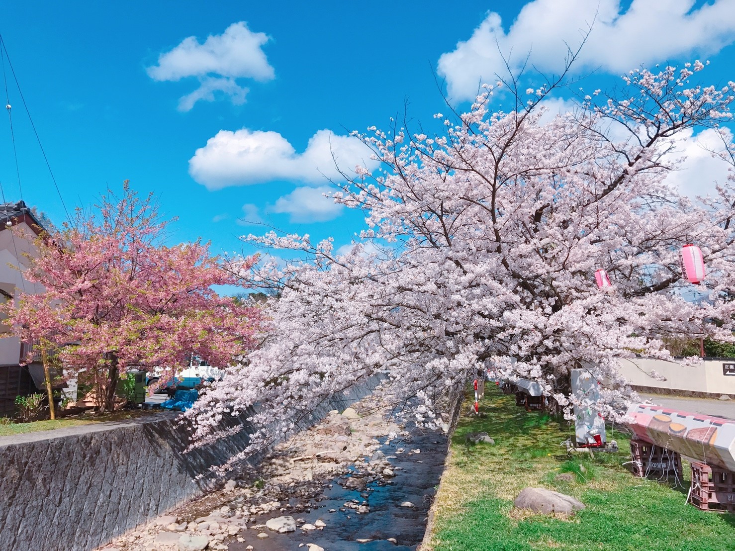 ▲▼佐渡島賞櫻名所真野公園。（圖／記者賴文萱攝）