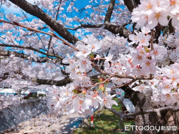 ▲▼佐渡島賞櫻名所真野公園。（圖／記者賴文萱攝）