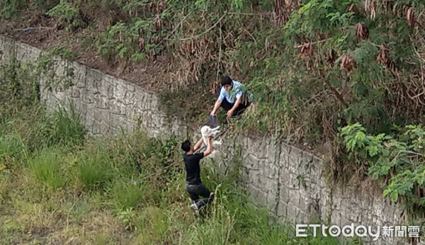 ▲▼堤岸有3層樓高！5隻狐狸犬遭繁殖業者扔阿公店溪　2淹死2失蹤。（圖／台灣動物緊急救援小組提供）