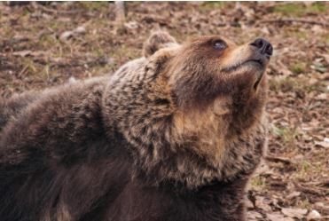 ▲▼ Marsican brown bear。（圖／翻攝自Geographical Magazine）