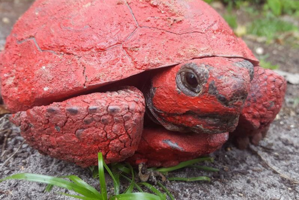 哥法地鼠龜被塗成紅色。（圖／翻攝自MyFWC）