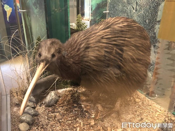 ▲奇異鳥,彩虹泉自然公園,紐西蘭旅遊。（圖／記者陳涵茵攝）