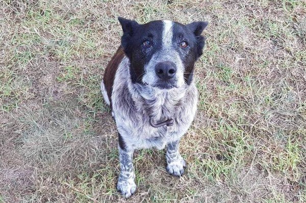 ▲3歲女孩受困荒野16小時 聰明狗狗引導搜救路線          。（圖／翻攝Queensland Police Service粉絲專頁）