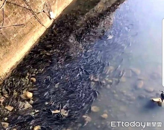  ▲新街溪與老街溪因乾旱水中溶氧不足魚隻難以活命。（圖／梁為超提供）