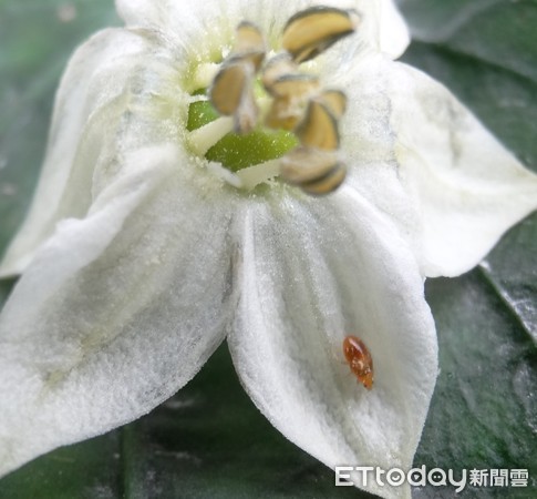 ▲應用天敵與天然植保資材取代農藥，生產安全優質彩椒。（圖／農委會提供）