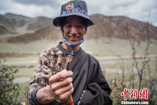 ▲▼西藏當雄縣農牧民採挖到的新鮮蟲草。（圖／翻攝自中新網）