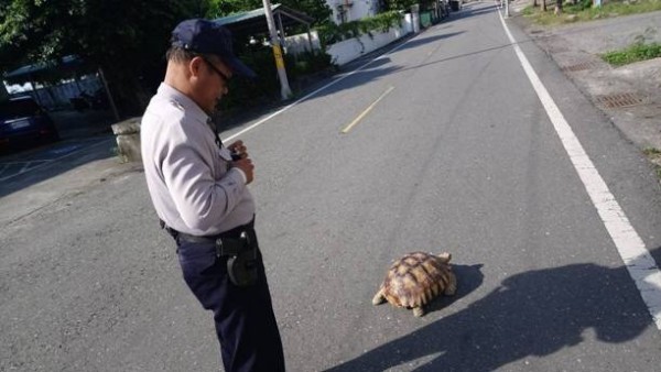 ▲台東象龜離家「趴趴走」警帶回　村長廣播尋飼主。（圖／台東縣警察局大武分局授權提供）