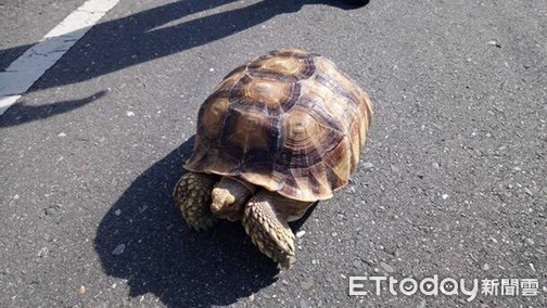 警方擔心將象龜留在馬路上會被過往的車輛碾壓，因此先將陸龜帶回派出所，在員警的努力之下，終於找到象龜飼主。（圖／台東縣警察局提供）