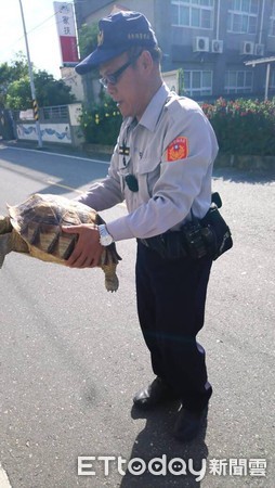 警方擔心將象龜留在馬路上會被過往的車輛碾壓，因此先將陸龜帶回派出所，在員警的努力之下，終於找到象龜飼主。（圖／台東縣警察局提供）