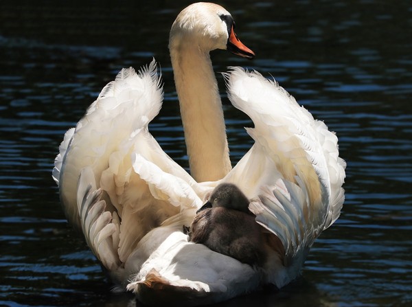 天鵝媽媽。（圖／取自CC0圖庫／Pixabay）