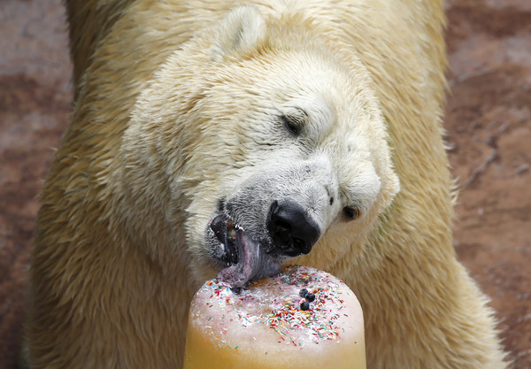 ▲北極熊伊努卡品嘗冰塊蛋糕。