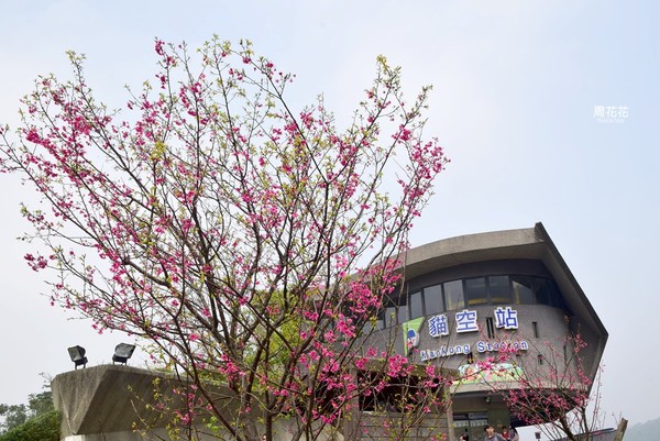 ▲台北市文山區貓空茶餐廳 阿義師的大茶壺茶餐廳。（圖／周花花提供）