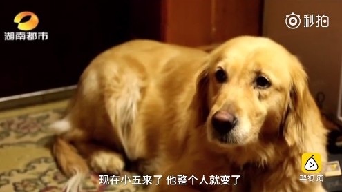 ▲▼他中風後罹患憂鬱症　黃金獵犬暖心陪伴讓他整個人變了 。（圖／翻攝《梨視頻》／湖南電視台）