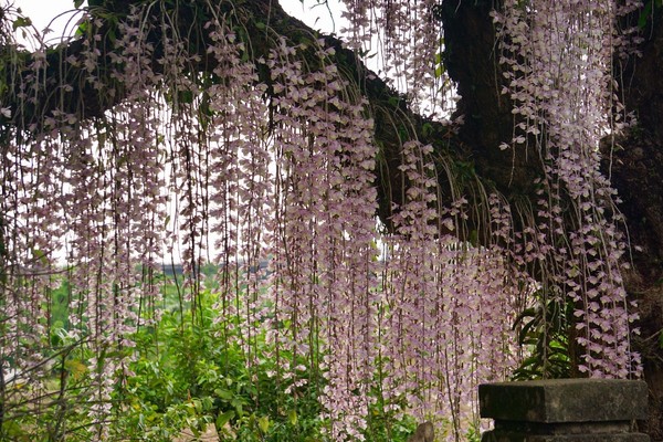 ▲台南白河洪溪州赤中寺「天宮石斛蘭」4/27花況 。（圖／網友King Shie提供，請勿隨意翻拍，以免侵權。）