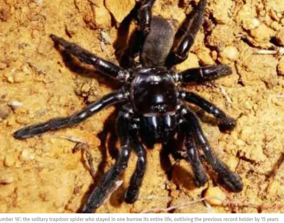 澳洲有許多不同物種的生物，包括氏世界紀錄上最老的蜘蛛！這隻蜘蛛是暗門蜘蛛（trapdoor matriarch），牠近日已高齡43歲死亡。今日研究人員也表示，的死因卻不是因為年齡，而是因為被「黃蜂螫咬而死」。（圖／翻攝自獨立報）