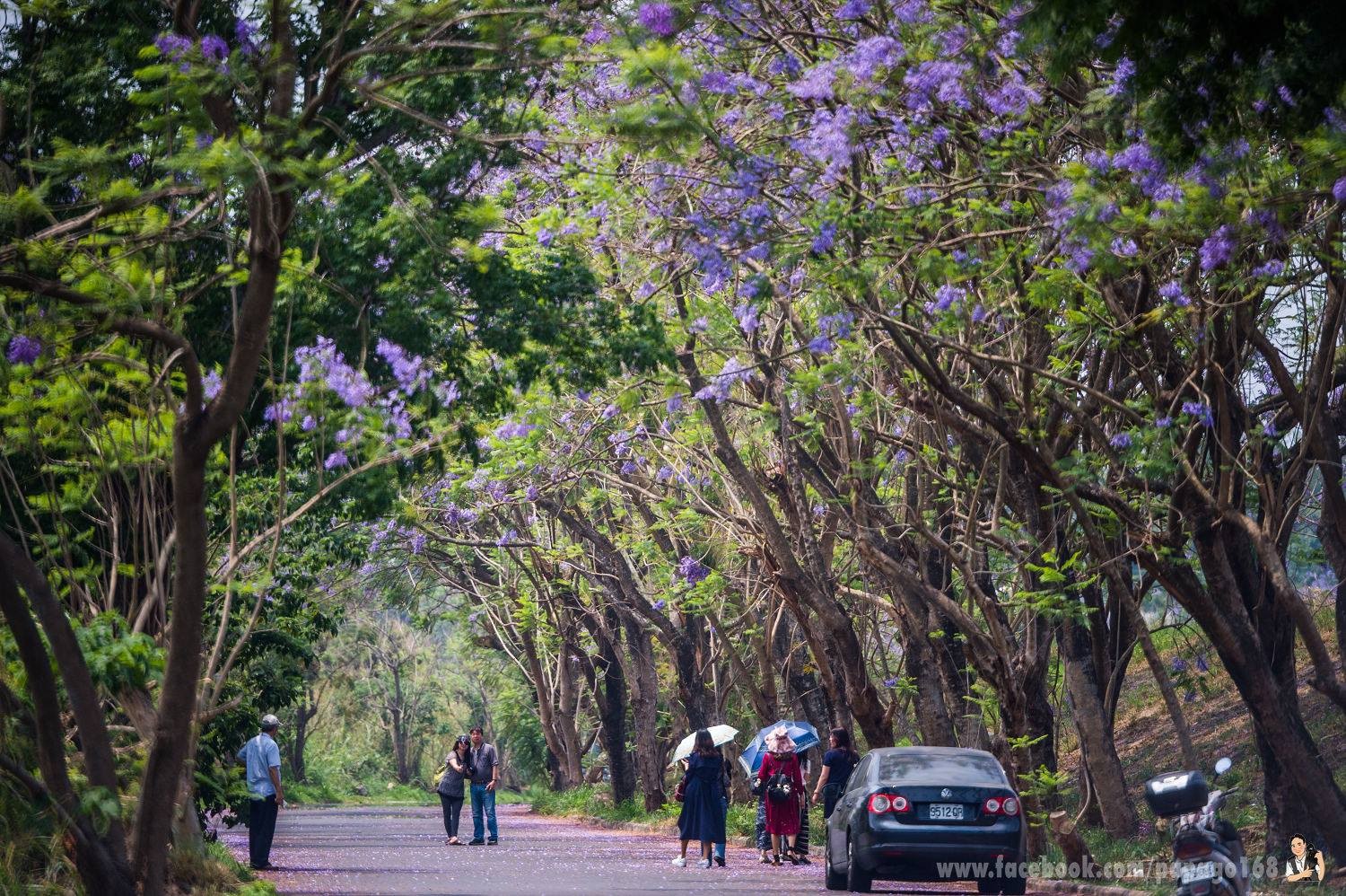 賞全台唯一藍花楹隧道 嘉義一日遊4景點攻略 Ettoday旅遊雲 Ettoday新聞雲