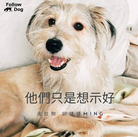 ▲▼12點從狗狗角度出發的提醒與指引。（圖／法拉狗 Follow Dog－訓練師 Ming提供）