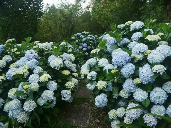 ▲  繡球花已經開了。（圖／翻攝自IG）