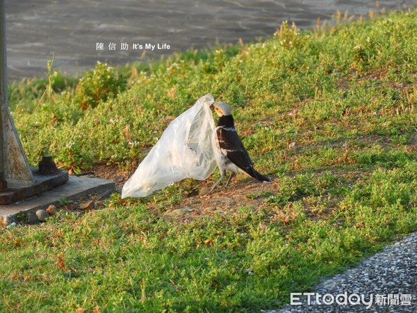 黑領椋鳥撿塑膠袋回去築巢。（圖／網友陳信助提供，請勿隨意翻拍，以免侵權。）