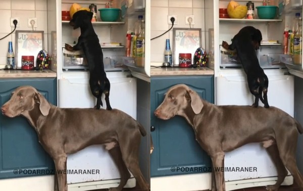 ▲威瑪犬「Pó D`Arroz」和臘腸犬「Broa de Mel」。（圖／翻攝自影片／Instagram／podarroz_weimaraner）