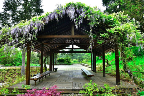 ▲阿里山紫藤。（圖／《漫步在雲端的阿里山》提供，請勿隨意翻拍，以免侵權。）