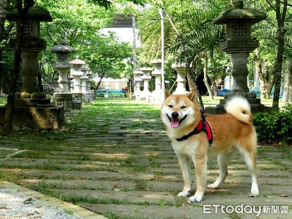 ▲柴犬,柴柴,阿柴,汪星人。（圖／粉專「柴犬Q醬」授權提供）