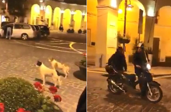 汪汪眼神威脅「不准騎」，2騎士牽著走。（圖／翻攝自臉書社團「爆笑公社」）