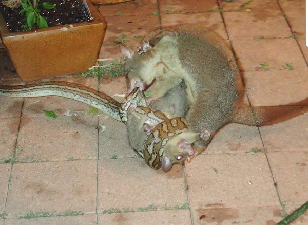 澳洲昆士蘭省一名女子克莉絲汀．威廉斯（Christine Birch Williams）於3晚間回到家後，聽見後院傳出一些聲響；沒想到竟看到一隻蟒蛇正在攻擊一隻袋貂寶寶，最後竟被袋貂媽媽咬得的落荒而逃。（圖／翻攝自9 News粉絲專頁）