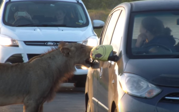 ▲▼ 南非野生動物園一隻獅子張嘴試圖開車門，女車主摀嘴嚇傻。（圖／翻攝自Youtube）