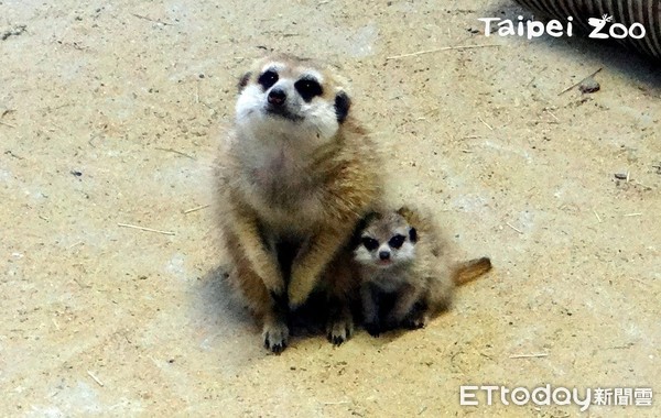 ▲狐獴,狐獴寶寶,餵奶,姆姆,阿努,泰芙。（圖／臺北市立動物園提供）